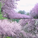 望京海棠花溪 - 北京市旅游 缩略图 7