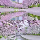望京海棠花溪 - 北京市旅游 缩略图 8