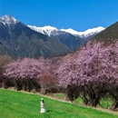 玉松村 - 林芝市旅游 缩略图 3
