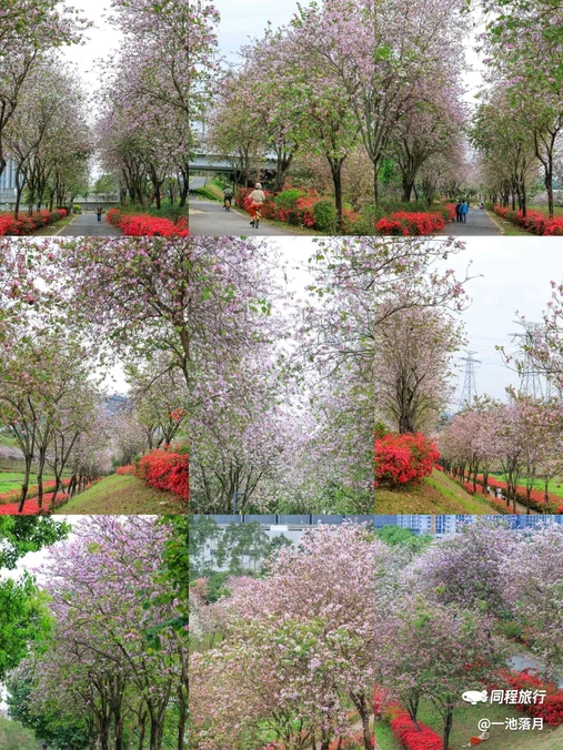 百草园 - 深圳市旅游