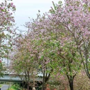 百草园 - 深圳市旅游 缩略图 6