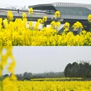 空港花田 - 成都市旅游 缩略图 2