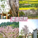 空港花田 - 成都市旅游 缩略图 1