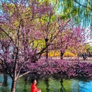 颐和园 - 北京市旅游 缩略图 9
