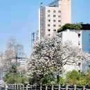 成都市植物园 - 成都市旅游 缩略图 8