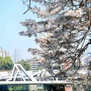 成都市植物园 - 成都市旅游 缩略图 7