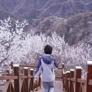 十三陵大岭沟猕猴桃谷自然风景区 - 北京市旅游 缩略图 5