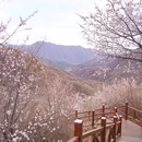 十三陵大岭沟猕猴桃谷自然风景区 - 北京市旅游 缩略图 6