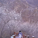 十三陵大岭沟猕猴桃谷自然风景区 - 北京市旅游 缩略图 7