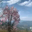 吴家后山辛夷休闲山庄 - 绵阳市旅游 缩略图 8