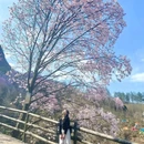 吴家后山辛夷休闲山庄 - 绵阳市旅游 缩略图 6