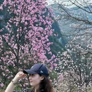 吴家后山辛夷休闲山庄 - 绵阳市旅游 缩略图 9