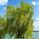 秦皇湖 - 成都旅游 缩略图 7