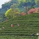 拔山登山道停车场 - 杭州市旅游 缩略图 4