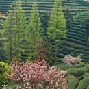 拔山登山道停车场 - 杭州市旅游 缩略图 7