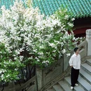 戒台寺 - 北京市旅游 缩略图 9