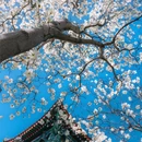 北京市朝阳公园 - 北京市旅游 缩略图 4