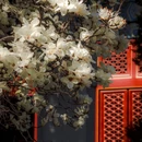 北京市朝阳公园 - 北京市旅游 缩略图 6