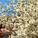 北京市朝阳公园 - 北京市旅游 缩略图 9