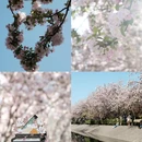 望京海棠花溪 - 北京市旅游 缩略图 1