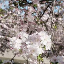 望京海棠花溪 - 北京市旅游 缩略图 5