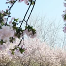 望京海棠花溪 - 北京市旅游 缩略图 4