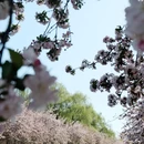 望京海棠花溪 - 北京市旅游 缩略图 7