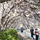 望京海棠花溪 - 北京市旅游 缩略图 8
