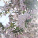 望京海棠花溪 - 北京市旅游 缩略图 9