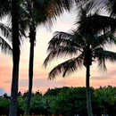 红树林海滨生态公园 - 深圳旅游 缩略图 3
