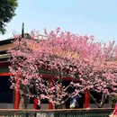 宝墨园景区 - 广州市旅游 缩略图 3