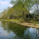 海菜花湿地公园 - 桂林市旅游 缩略图 5