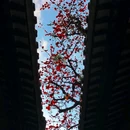 农讲所大院 - 广州市旅游 缩略图 3