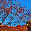 农讲所大院 - 广州市旅游 缩略图 2