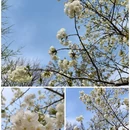玉渊潭公园 - 北京市旅游 缩略图 8