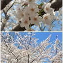 玉渊潭公园 - 北京市旅游 缩略图 9