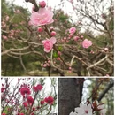 国家植物园 - 北京市旅游 缩略图 5
