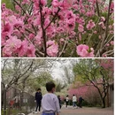 国家植物园 - 北京市旅游 缩略图 7