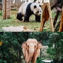 广州动物园 - 广州市旅游 缩略图 1
