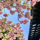 上海城隍庙 - 上海市旅游 缩略图 2