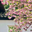 上海城隍庙 - 上海市旅游 缩略图 7