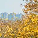 青秀山风铃谷 - 南宁市旅游 缩略图 2