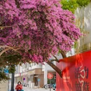皇废基 - 苏州市旅游 缩略图 3