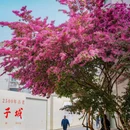 皇废基 - 苏州市旅游 缩略图 7