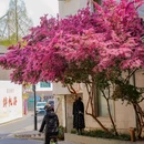 皇废基 - 苏州市旅游 缩略图 9