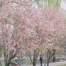 圆明园遗址公园 - 北京市旅游 缩略图 6
