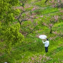 云和湖仙宫景区 - 丽水市旅游 缩略图 5