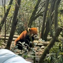 熊猫谷 - 成都市旅游 缩略图 8