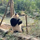 熊猫谷 - 成都市旅游 缩略图 7