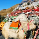 日月山景区 - 西宁旅游 缩略图 8